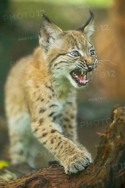 Eurasian lynx (Lynx lynx) youngster (cub) sharpens its claws on an old rotten tree trunk in a forest, Bavaria, Germany