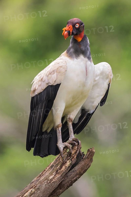 King Vulture (Sarcoramphus papa) perched on a branch in Costa Rica