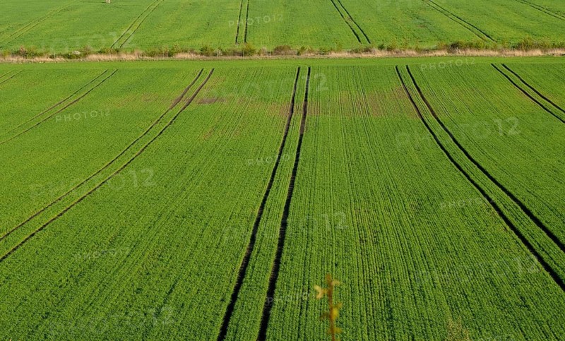 Agriculture, industrial agriculture, intensive agriculture, landscape, agriculture