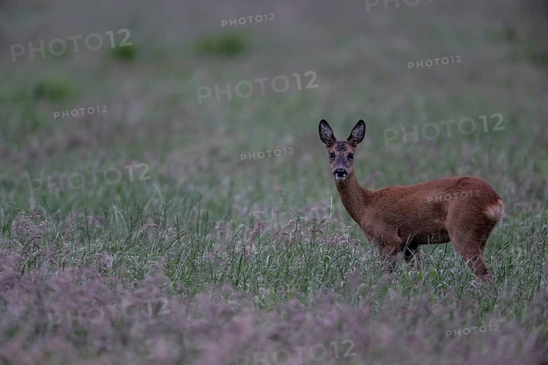 Roe deer (Capreolus capreolus) in a meadow, Lower Saxony, Germany