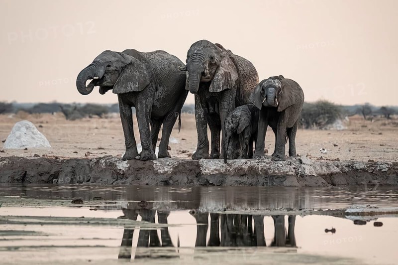 Animal family with baby elephant, African elephants (Loxodonta africana), drinking at the waterhole, dramatic reflection in the water, Nxai Pan National Park, Botswana