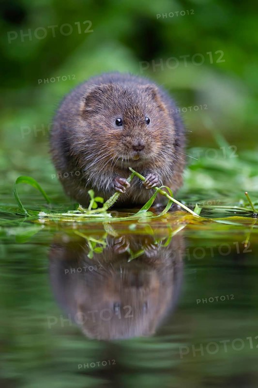 Water vole (Arvicola amphibius) adult rodent mammal feeding on floating aquatic plants in a pond, England, United Kingdom