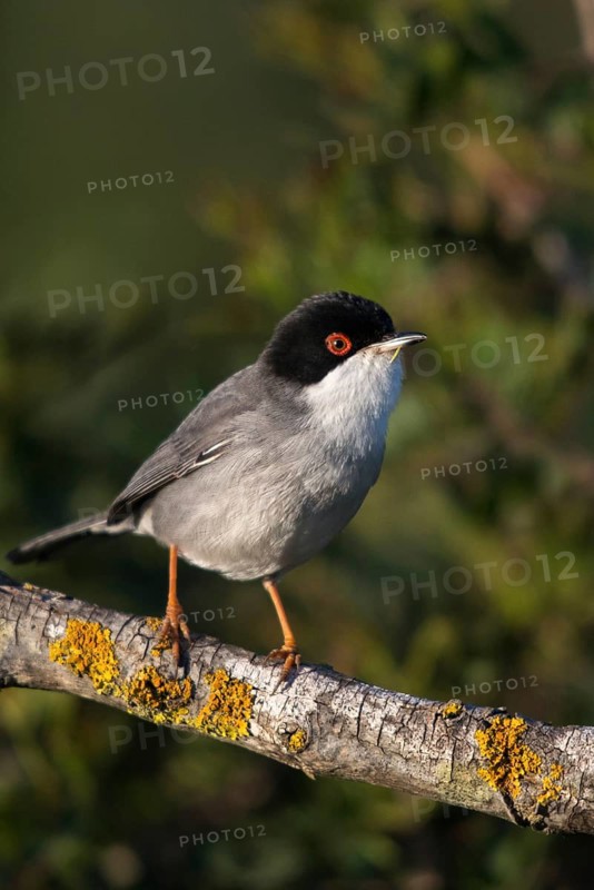 Granelli, Italy, Pantani Cuba and Longarini, velvet warbler, Sardinian warbler, Sylvia melanocephala, migratory bird sanctuary, Pantani Cuba & Longarini migratory bird sanctuary, birds, high size, portrait format, Italy, male, passeri, songbirds, Sicily, songbirds, foundation pro biodiversity, birds
