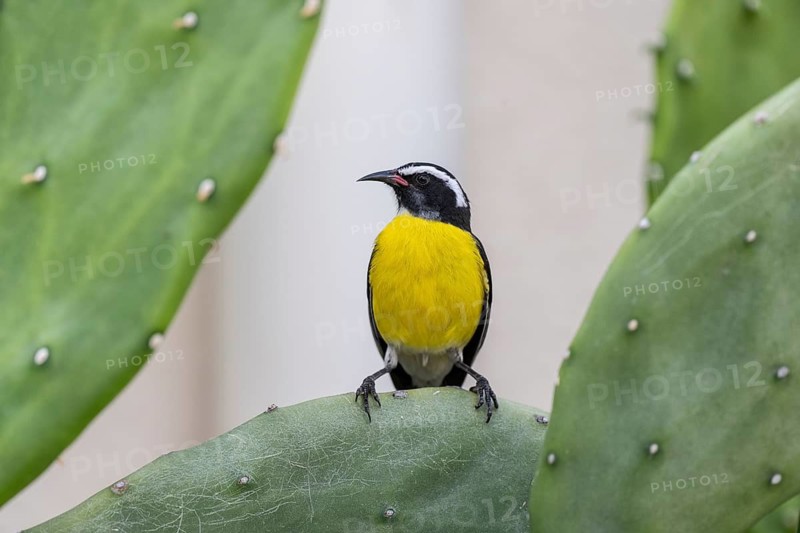 Sugarbird (Coereba flaveola), Curacao