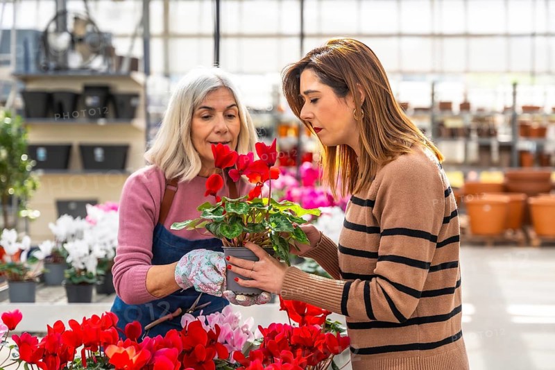 Mature florist assisting young woman customer choosing vibrant cyclamen flowers, holding a pot with red blooms, surrounded by various potted plants in a bright greenhouse