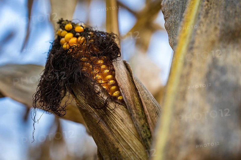 Close-up of a mature ear of corn in a cornfield in autumn