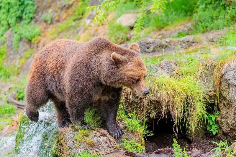 A female brown bear (Ursus arctos arctos) is walking through dense vegetation in hilly terrain, crossing streams and small waterfalls along the way. Transylvania, Romania