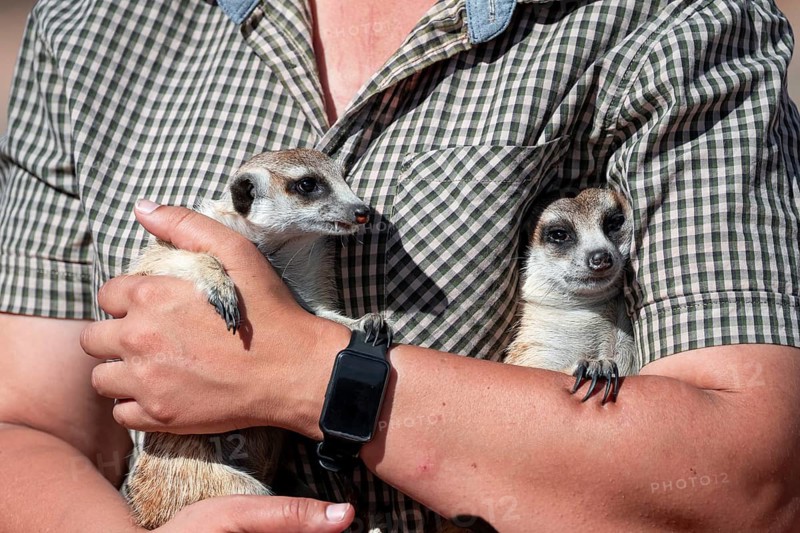 Woman holding a meerkat (Suricatta suricata) in her hands, meerkat breeding centre, Northern Cape, South Africa