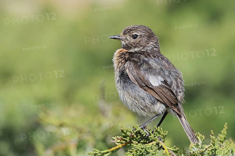 Stonechat (Saxicola rubicola), female, Algarve, Portugal