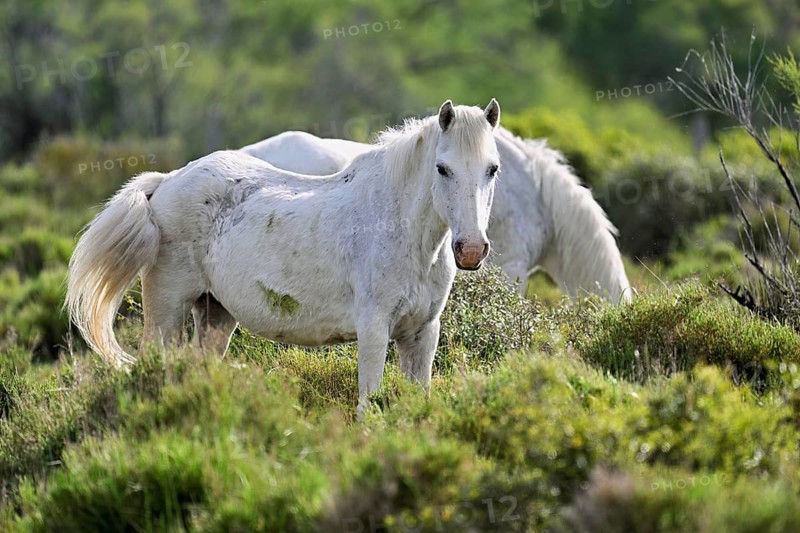 Two Camargue horses (Equus caballus), standing in a meadow, Saintes-Marie-de-la-Mer, Camargue, southern France, France