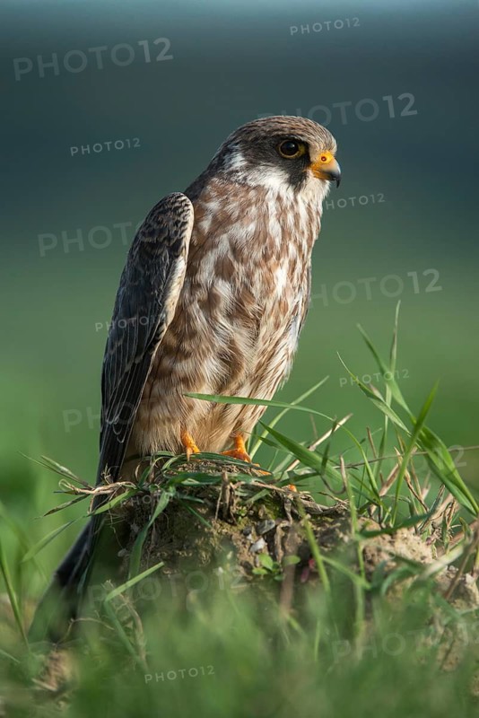 Falco vespertinus, red-footed falcon, red-footed falcon, birds, falconiformes, falcons, birds of prey, high size, portrait format, raptors, birds
