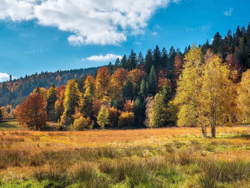 Swampy meadow in autumn, moor in the Black Forest, Baden-Württemberg, Germany