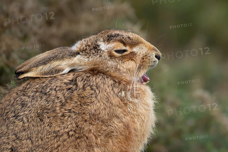 European brown hare (Lepus europaeus) adult sleepy animal yawning in grassland, England, United Kingdom