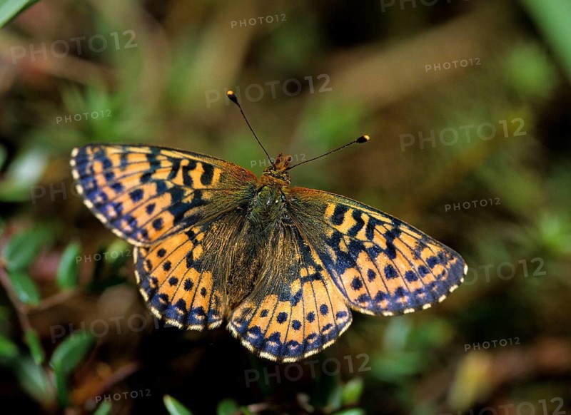 Boloria aquilonaris, cranberry fritillary, high moor mother-of-pearl butterfly, cranberry moth, butterfly, insects, butterfly, butterflies