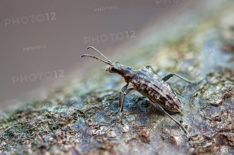 Small pintrestle, rhagium inquisitor, shotbuck, sensing pindeer, beetle, coleoptera, insects, beetles, ribbed pine borer