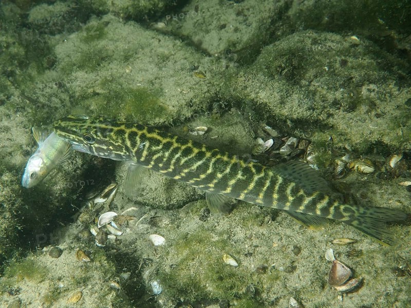 A pike (Esox lucius) with prey in its mouth over sandy bottom, surrounded by algae and mussel shells, dive site Zollbrücke, Rheinau, Canton Zurich, Rhine, High Rhine, Switzerland, Jestetten, Germany
