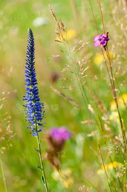 Blue willow, brownroot, pseudolysimachion spicatum, scrophulariaceae, spiked speedwell, flora, high size, portrait format, plants, spiked blue willow
