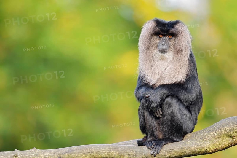 Lion-tailed Macaque or Wanderu (Macaca silenus), female sitting on a branch, in captivity, native to India