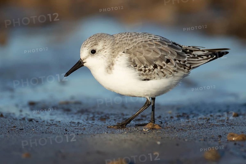 Sanderling (Calidris alba) adult wading bird in winter plumage on a beach, Norfolk, England, United Kingdom