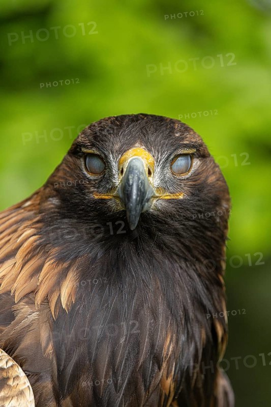 Golden eagle facing forwards with its eyes closed, against a green background, Golden Eagle (Aquila chrysaetos), adult, animal portrait, in winter, Bohemian Forest, Czech Republic