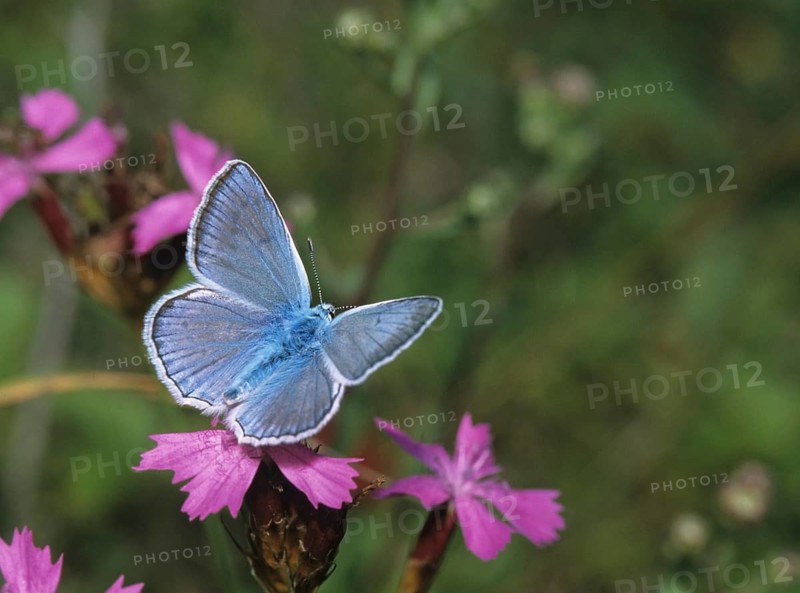 Meleager's blue, polyommatus daphnis, tooth wing leaf, butterfly, insects, male, butterfly, butterfly, butterfly