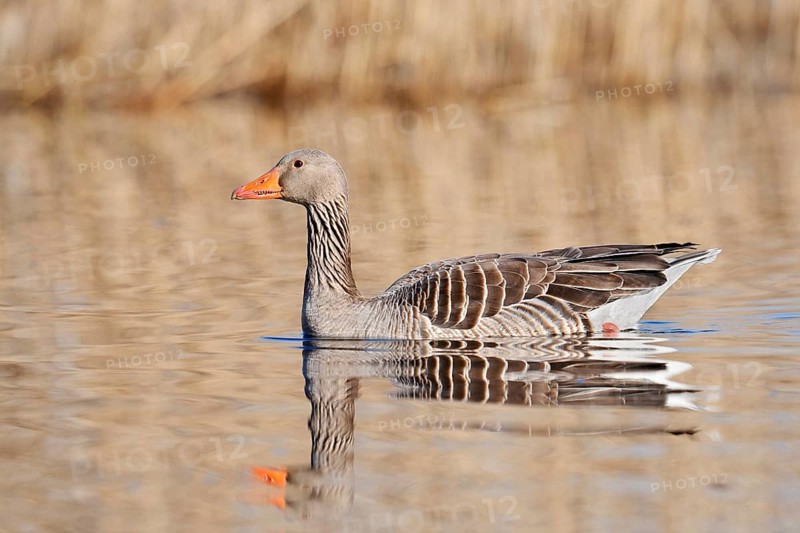 Greylag goose (Anser anser) swimming, with its reflection, North Rhine-Westphalia, Germany