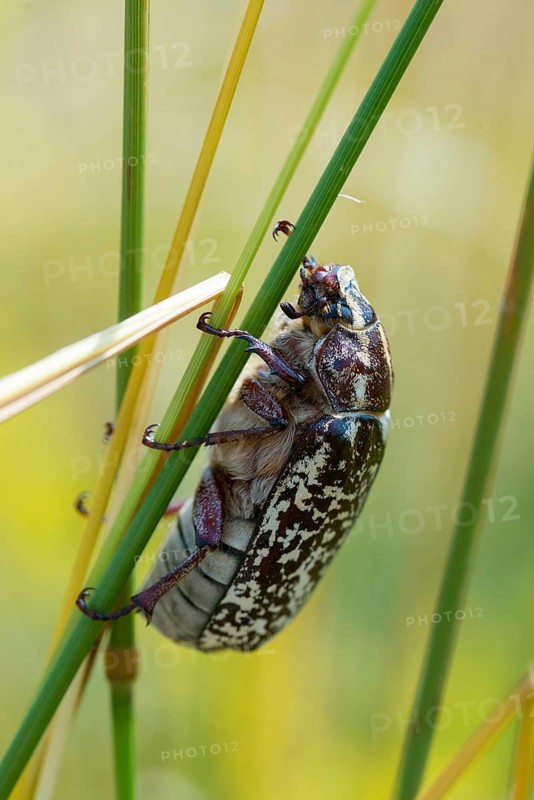 Leaf horn beetle, pine chafer, polyphylla fullo, scarabaeidae, Turkish May beetle, walker, beetle, coleoptera, high size, portrait format, insects, beetles