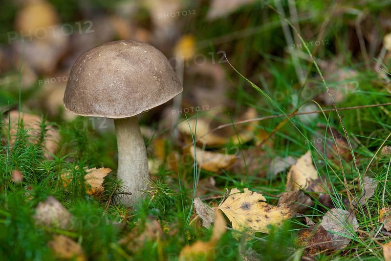 Birch mushroom, birch root, birch bolete, boletaceae, boletus scaber, thick-bolete relatives, goatwort, capuchin bolete, krombholzia scabra, leccinum rotundifoliae, leccinum scabrum, rough-stemmed bolete, birch bolete, fungi, mushrooms, scaber stalk