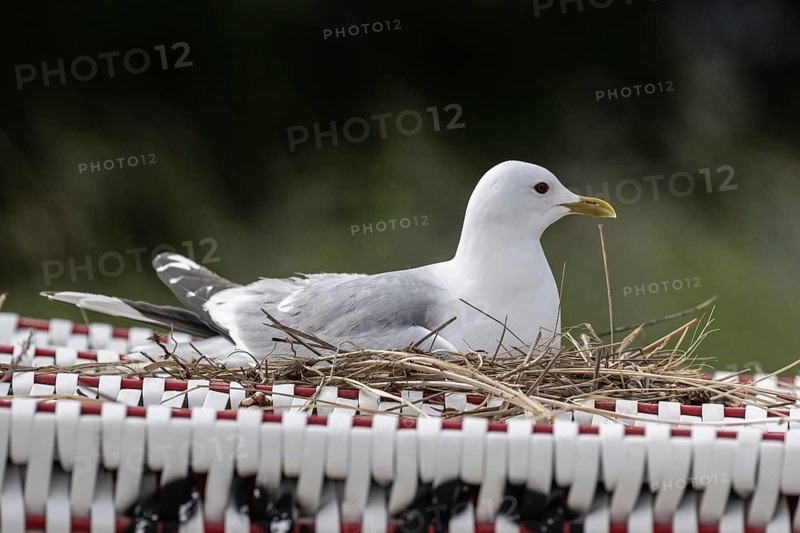 Common Gull (Larus canus) nesting on a beach chair, Schleswig-Holstein, Germany
