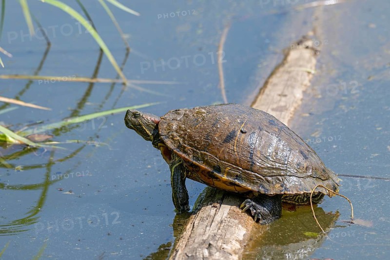 Red-eared slider (Trachemys scipta elegans), ‘Mensch und Natur' natural pond, Unterlamm, Styria, Austria