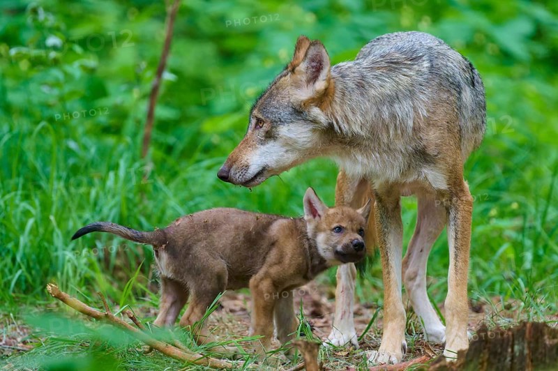 Wolf watches over the wandering puppy, both surrounded by woodland, summer, wolf (Canis lupus), Germany
