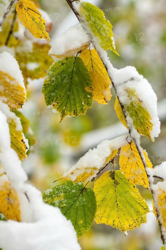 Autumn, detail, autumn, autumn leaves, high size, portrait format, snow, snow