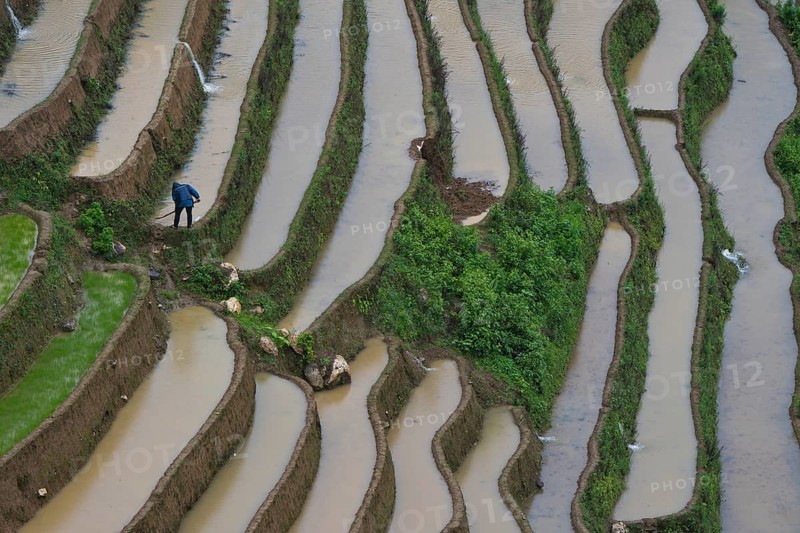 Rice terraces during the planting of new fresh green rice, the new fresh green rice seedlings at Mù Cang Ch?i, Mu Cang Chai District, Lào Cai Province, North Vietnam, Vietnam