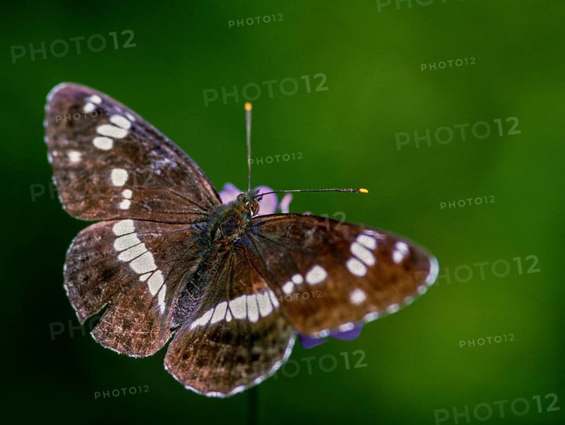 Small kingfisher, Ladoga Camilla, Limenitis Camilla, Slovenia, Triglav National Park, White Admiral, butterfly, insects, insects, national park, butterfly, butterflies, Triglav