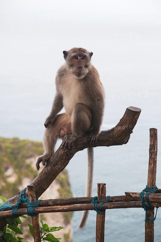 A solitary monkey sits on a tree branch overlooking the sea and the cliffs: a crab-eating macaque (Macaca fascicularis) in Nusa Penida, Bali, Indonesia