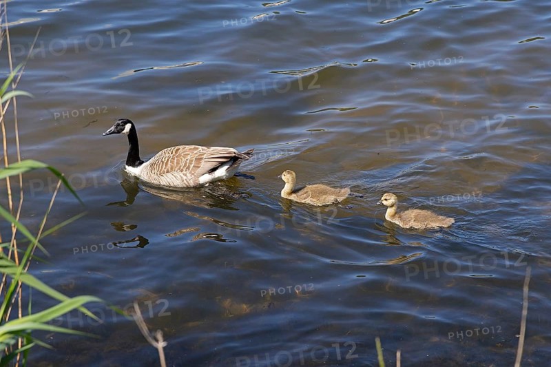 Canada goose (Branta canadensis) and chicks swimming in the Kiel Canal, Rendsburg, Schleswig-Holstein, Germany