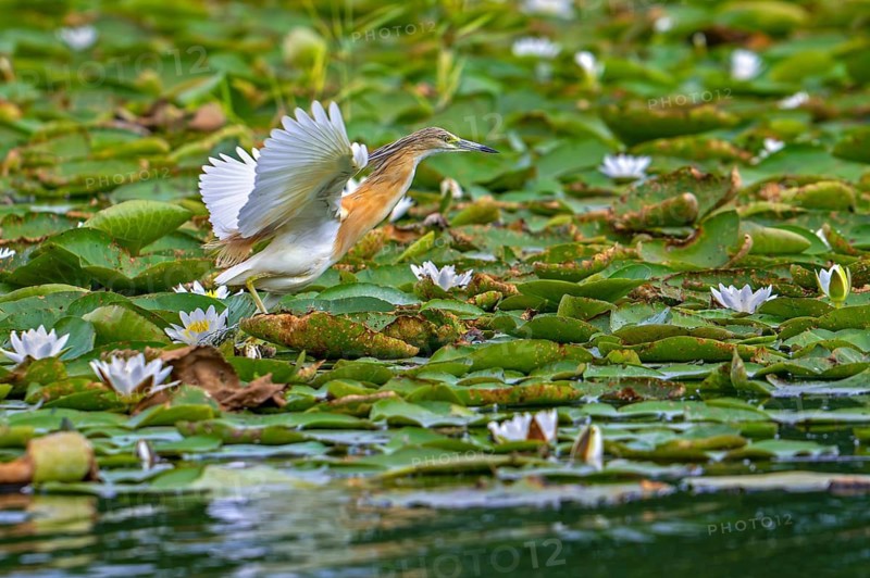 Squacco heron (Ardeola ralloides) adult in breeding plumage taking off from lake covered in water lily pads in summer