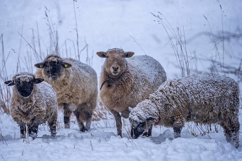 Winter weather, blowing snow, sheep on a snowy pasture, looking for food, thick fur, Elfringhauser Schweiz, near Hattingen, North Rhine-Westphalia, Germany