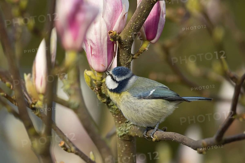 Blue tit (Cyanistes Caeruleus) adult bird feeding in a garden Magnolia tree full of blossom in spring, Suffolk, England, United Kingdom