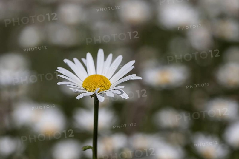 Marguerites (Leucanthemum vulgare), Emsland, Lower Saxony, Germany