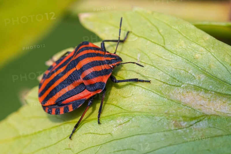 Graphosoma italicum, minstrel bug, striped bug, leaf bugs, insects, bugs