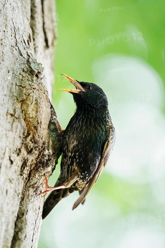 Starling (Sturnus vulgaris) at the breeding den, North Rhine-Westphalia, Germany