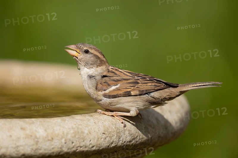 House sparrow (Passer domesticus) adult female bird drinking water from a garden bird bath in summer, England, United Kingdom