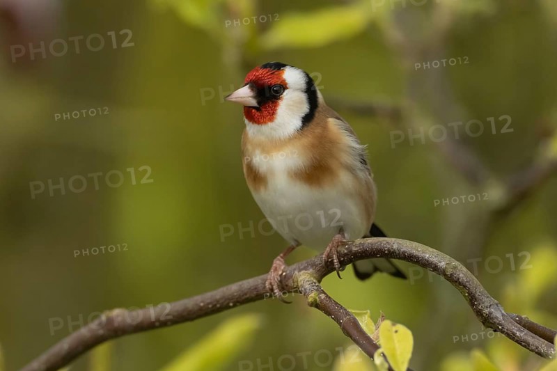 European goldfinch (Carduelis carduelis) adult bird in a magnolia tree in spring, England, United Kingdom