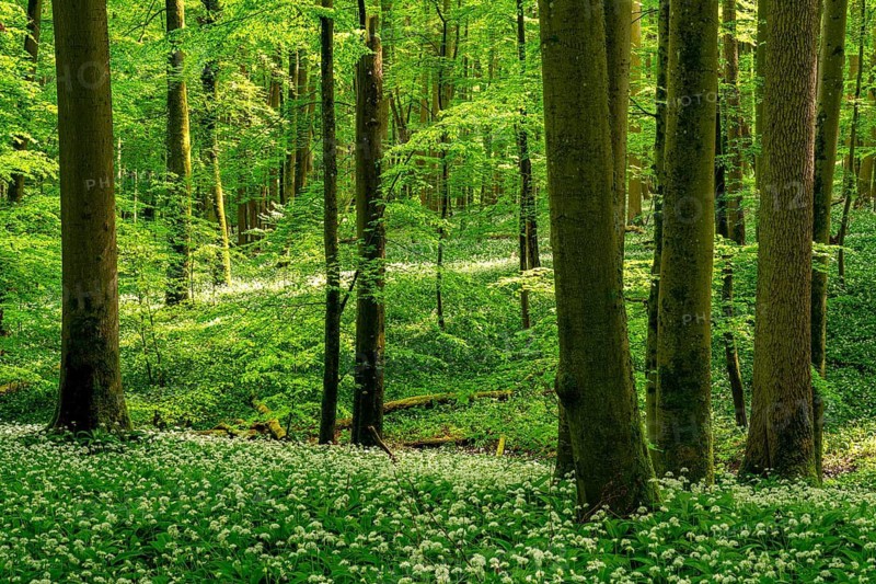 An atmospheric primeval forest with ancient European beech trees (Fagus sylvatica) and green foliage bathed in atmospheric light, the forest floor is covered with white-flowering wild garlic (Allium ursinum), spring, Hainich National Park, Thuringia, Germany