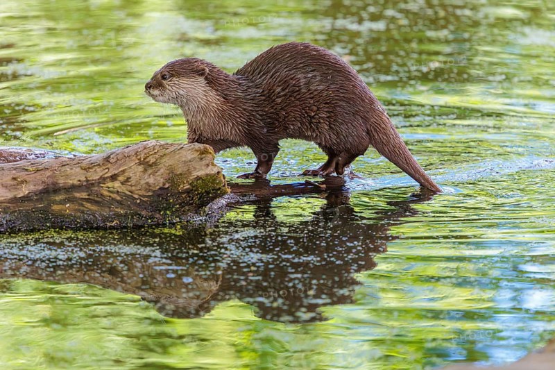 On a sunny day, an oriental small-clawed otter (Aonyx cinerea) walks along a log floating in the water, with the green vegetation on the bank reflected on its surface. India to Southeast Asia, islands of Sumatra, Java, Borneo and Palawan