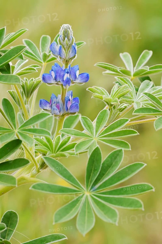 Lupine (Lupinus cosentinii), inflorescence and leaves, Algarve, Portugal
