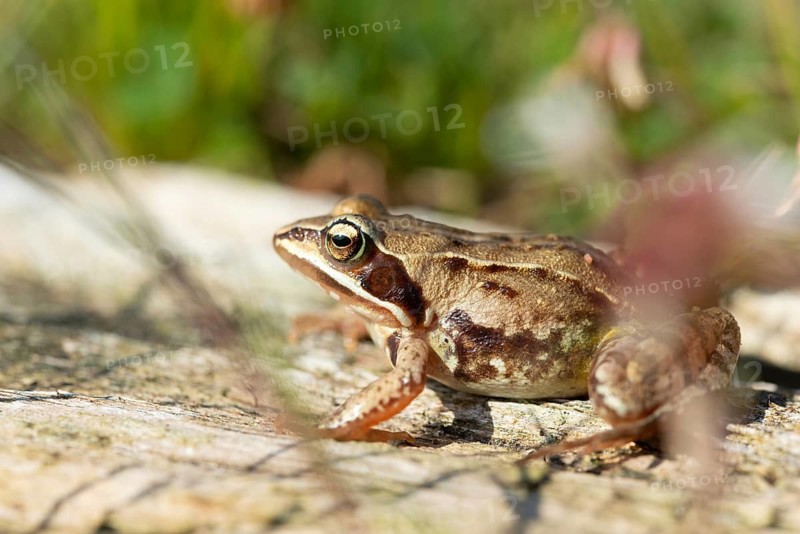Moor frog, moor frog, rana arvalis, amphibians, amphibians, frog, frogs, amphibians