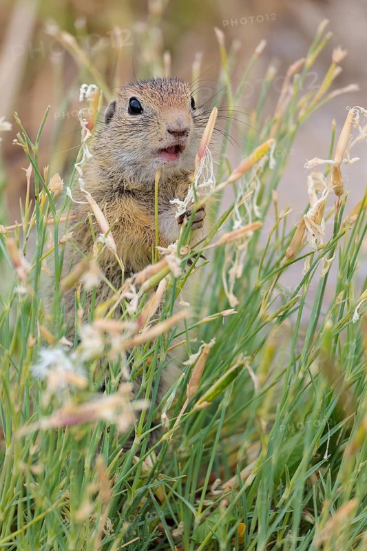 A young European ground squirrel (Spermophilus citellus) eats seats, leaves and flowers in a green meadow with tall vegetation on a cloudy day. Austria