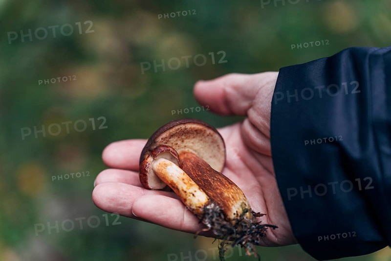 Mans hand holding freshly picked birch boletes (Leccinum scabrum) in autumn forest